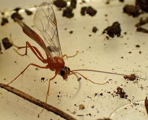 Réf. 337 029 : Netelia sp.